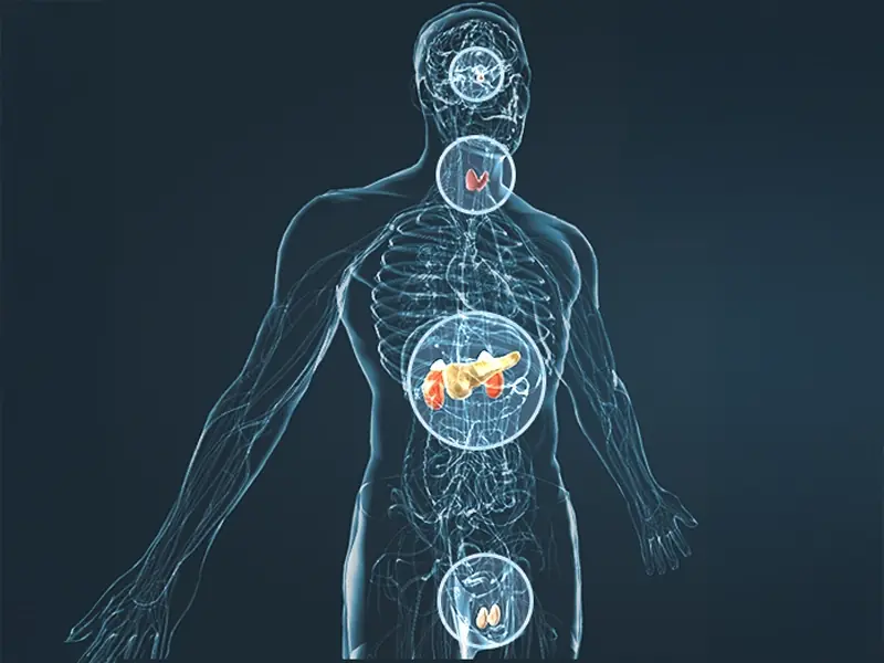 How JellyFil's ingredients are formulated to work together